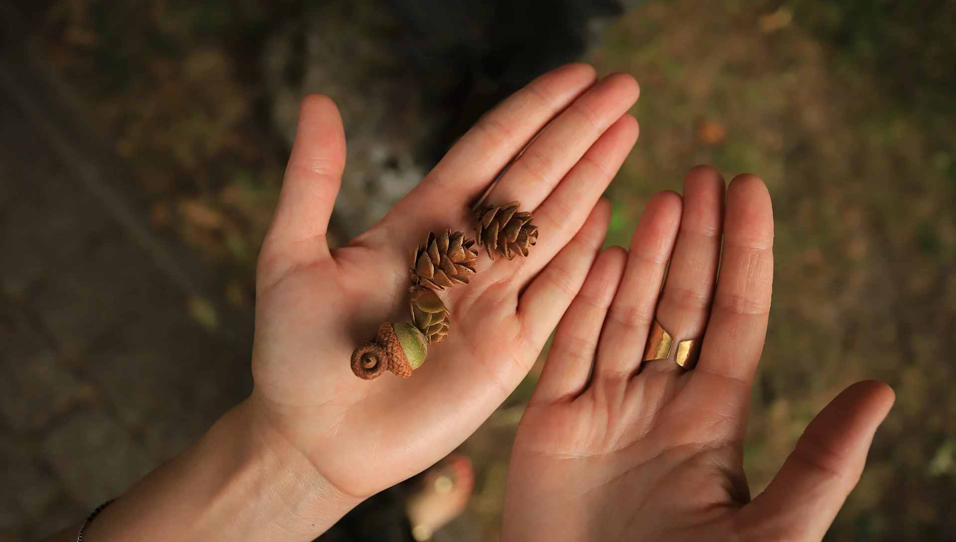 Hände halten behutsam ein Farnblatt